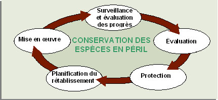 Cycle de conservation des espèces en péril