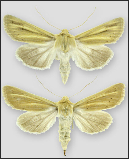 Columbia Dune Moth