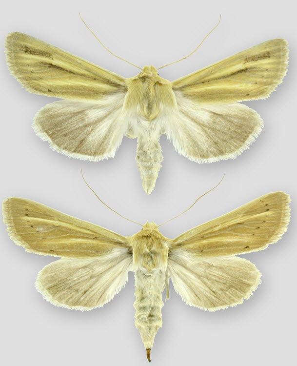 Mounted  specimens of the Columbia Dune Moth