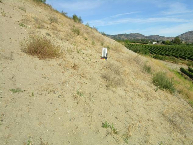 Habitat  characteristics in sites trapped around Osoyoos, BC: sandy cutbank near Hester  Creek Winery. August 25 - 26, 2005.
