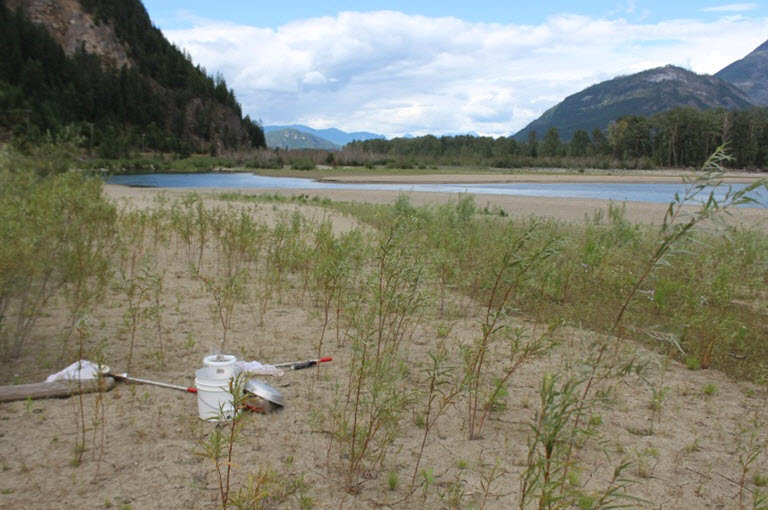 Habitat  characteristics in sites trapped at the north end of Kootenay Lake (near Kaslo)  August 23, 2016.