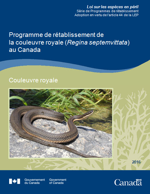 Programme de rétablissement du bouleau flexible