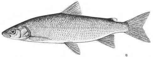 Lake Whitefish