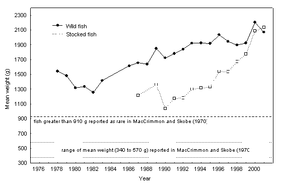 Figure 11. Mean weight of lake whitefish captured during the winter fishery on Lake Simcoe, 1978 to 2001.