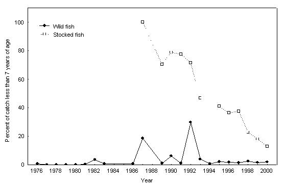 Figure 13. Proportion of lake whitefish assessed as less than seven years of age in the catch during the winter fishery, 1976 to 2000.