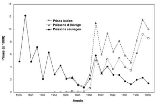 Figure 4. Prises de grands corégones à la pêche indicatrice à la trappe, en automne, sur les frayères proches de eorgina Nord et de l’île Strawberry, dans le lac Simcoe, 1978 à 2000.