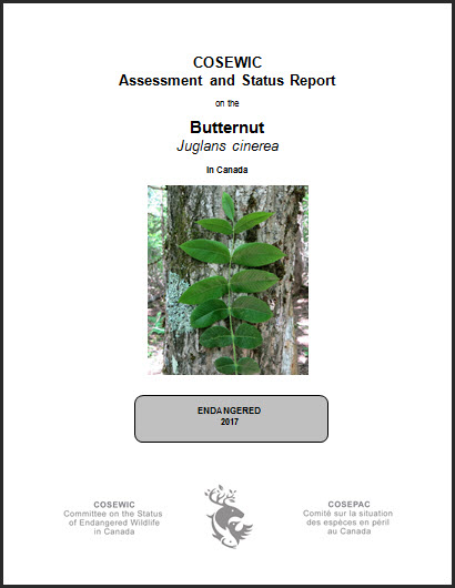 COSEWIC Assessment and status report on the Butternut