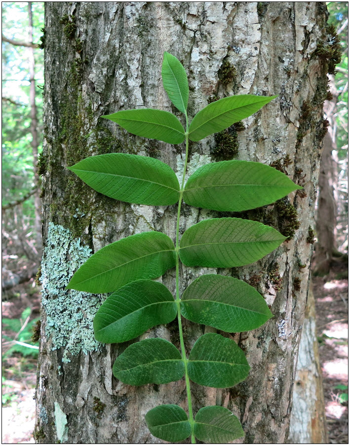 Compound leaf and bark of Butternut at Plymouth, New Brunswick.