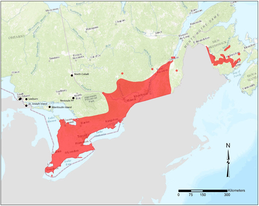 Canadian native range of Butternut.