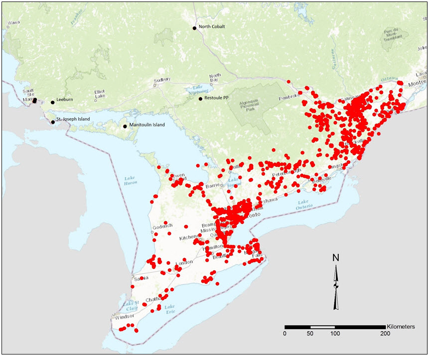 Ontario Butternut observation records  compiled in the ONHIC database.