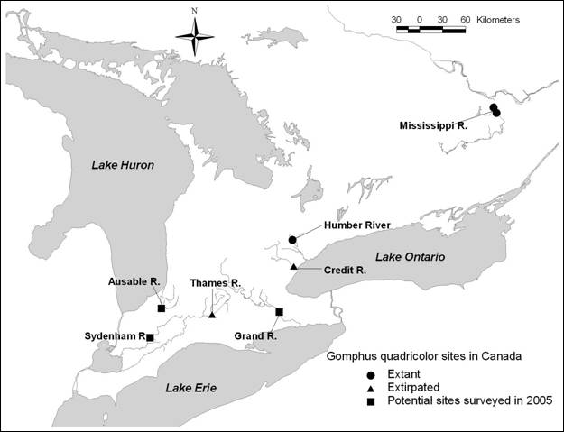 Figure 4. Distribution of Gomphus quadricolor in Canada