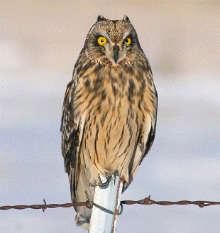 Short-eared Owl