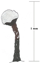 Figure 1. Apothécie sporifère du Sclerophora peronella