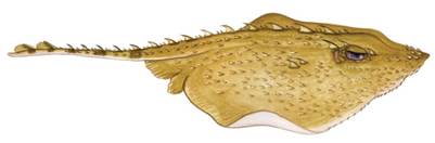 Thorny Skate