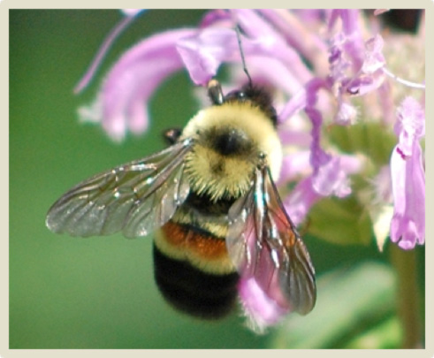 Photo of Rusty-patched Bumble Bee