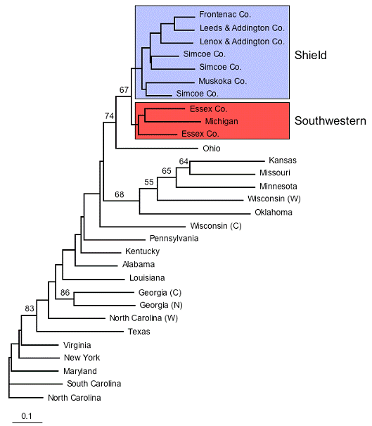 Figure 4. Neighbour-joining dendrogram based on Nei’s (1978) genetic distance among populations of Eumeces fasciatus as determined by six microsatellite loci.