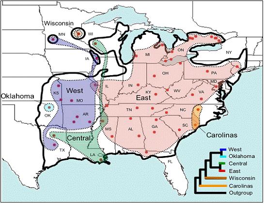 Figure 1.Distribution and mitochondrial lineage groupings of Eumeces fasciatus (range distribution based on Conant and Collins, 1998).