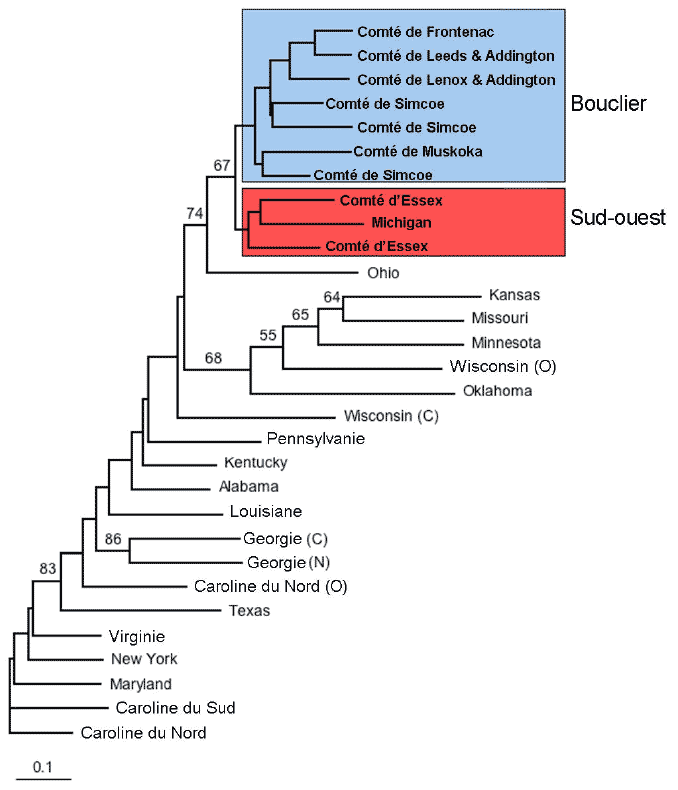 Figure 4. Dendrogramme de populations d’Eumeces fasciatus construit sur la base des distances génétiques de Nei (1978), déterminées à partir de six locus microsatellites. Les valeurs de bootstrap (>50 %) sont fondées sur 1 000 répétitions.