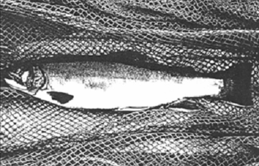 l’omble de fontaine aurora (Salvelinus fontinalis timagamiensis)