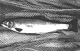 Figure 1: Female Aurora Trout (Photograph by E. Snucins).