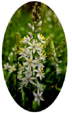 Wild Hyacinth