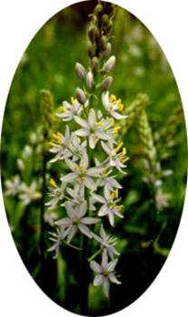 camassie faux scille