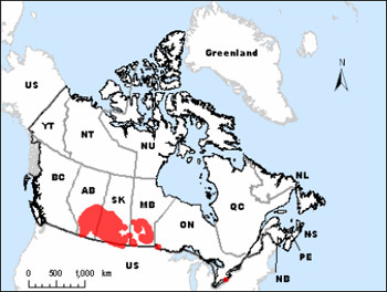Known distribution of Piping Plover circumcinctus subspecies in Prairie Canada (See long description below)