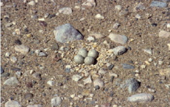 Figure 3. Typical Piping Plover nest. Photo by J. Paul Goossen