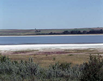 Figure 4. Typical Piping Plover breeding habitat at an alkali lake. Note gravel habitat near the middle of picture. Photo by J. Paul Goossen