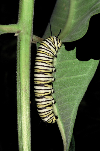 Photo of monarch larvae feeding on milkweed.