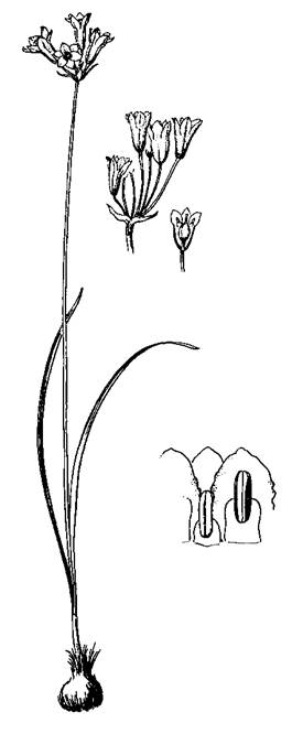 Figure 1.  Illustration of Triteleia howellii (Line drawing from Pojar 2001).