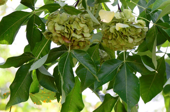 Photo of the leaves and fruit of the Common Hoptree