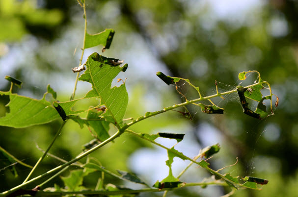Image of Common Hoptree