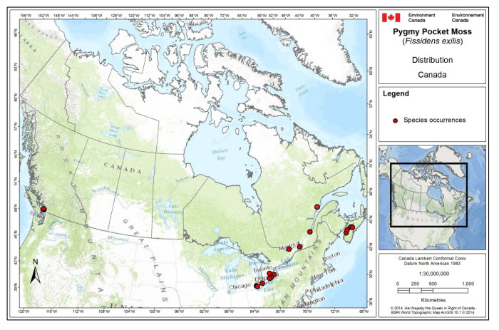 Canadian distribution of Pygmy Pocket Moss