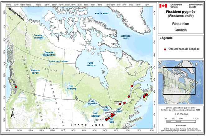 Canadian distribution of Pygmy Pocket Moss
