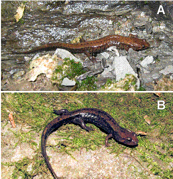 Figure 1: Desmognathus ochrophaeus, A. Individual from the Niagara population. Photo by Rob Tervo. B. Individual from the Covey Hill population. Photo by David M. Green.