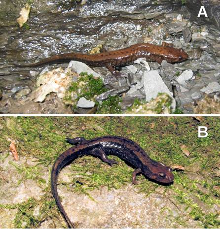 Figure 1 : Le Desmognathus ochrophaeus : a) individu provenant de la population du Niagara; b) individu provenant de la population de Covey Hill.