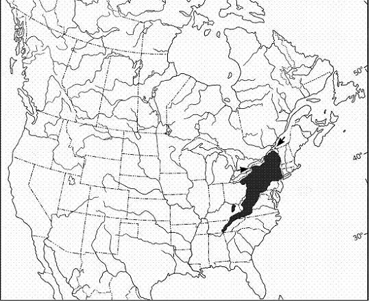 Figure 2: Global Distribution of Desmognathus ochrophaeus.