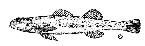 Illustration of the Eastern Sand Darter (lateral view). (See long description below)