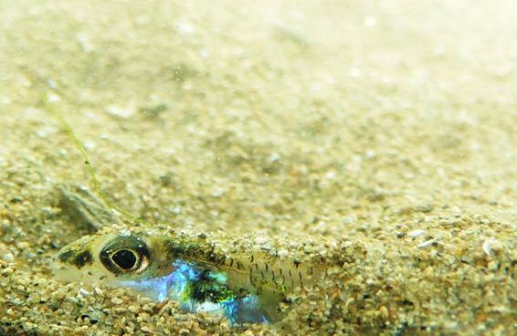 Photo of an Eastern Sand Darter in the Grand River, Ontario, displaying fossorial behaviour.