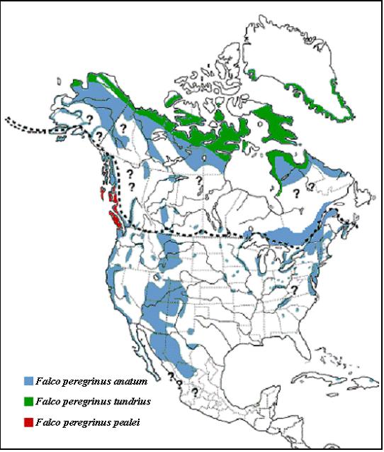 Figure 1. Aire de nidification du Faucon pèlerin en Amérique du Nord (carte : ©modifiée de Birds of North America Inc.). Le Faucon pèlerin hiverne normalement au sud de la ligne pointillée.