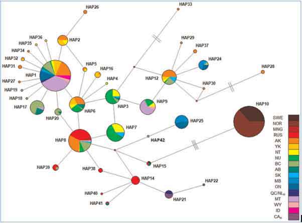 Median-joining network of mtDNA control region haplotypes