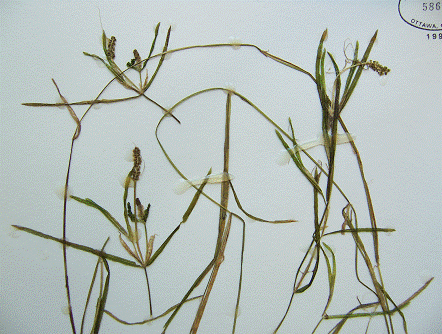 Figure 3.  Specimen of Potamogeton ogdenii from Davis Lock