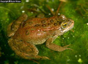 Figure 1 is an adult female Oregon Spotted Frog.