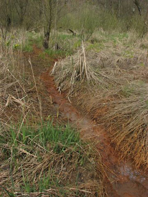 Drainage into Mountain Slough between two oviposition sites