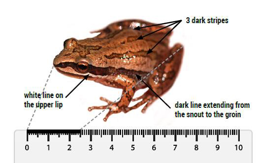 Photo of Western Chorus Frog