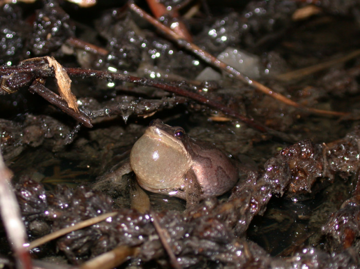 Photo of Western Chorus Frog