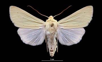 Pale Yellow Dune Moth (Copablepharon grandis)