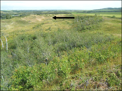 Figure 5. Example of an isolated and largely stabilized dune (see arrow) in Bushy Lake Sand Hills, SK (Table Mountain area)