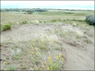 Figure 6. Example of a small dune blowout (Duchess, AB) that has been disturbed by cattle grazing